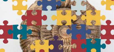Image of colourful jigsaw puzzle pieces over an ammonite fossil