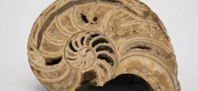 Polished Nautilus Fossil