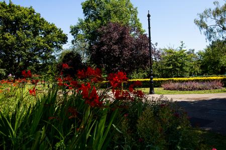 Close up of one of the flowerbeds in Bruce Castle park