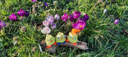 Egg box chicks