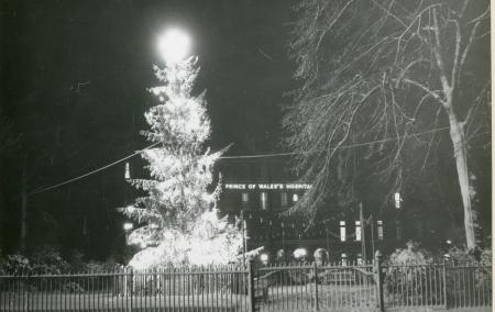 Black and white picture of large christmas tree outdoors