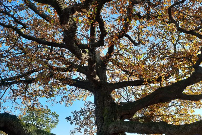 Close up of the Bruce Castle ancient oak