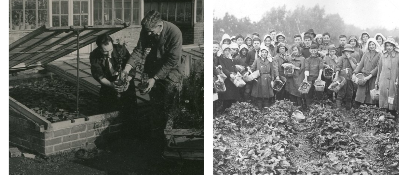 Two black and white photos of people doing gardening/crop picking
