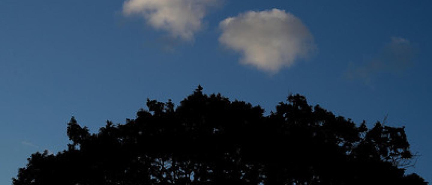 clouds above an ancient oak tree
