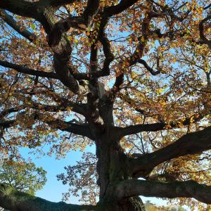 Close up of the Bruce Castle ancient oak