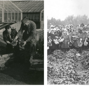 Two black and white photos of people doing gardening/crop picking